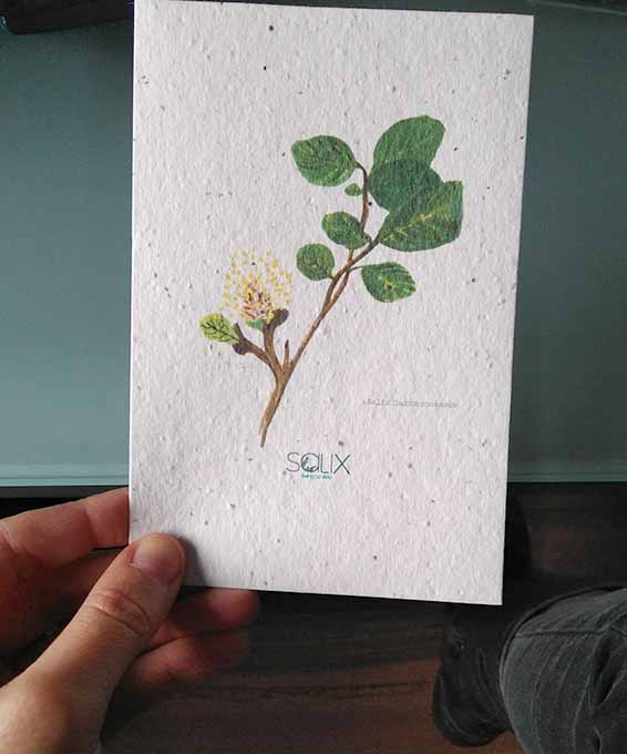 Postal plantable con ilustración del Salix Tarraconensis